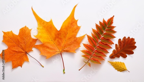 autumn leaves arrangement set02