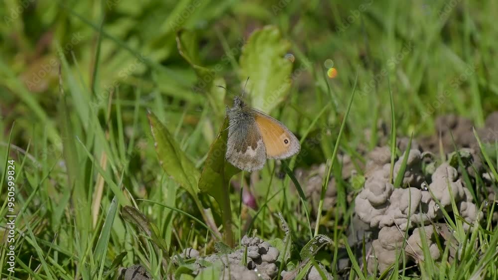 Small Heath Butterfly Shaking. Wings Closed. Small Heath Butterfly Shaking. Wings Closed.