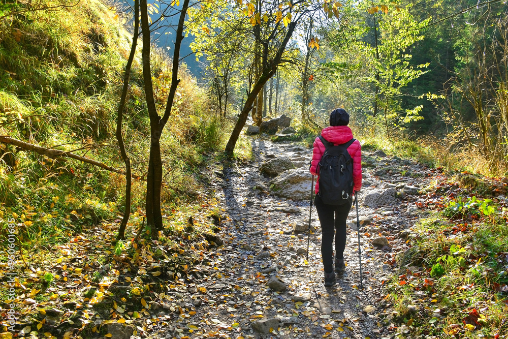 Autumn morning scene. Woman with backpack hiking on footpath in autumn forest. Solo female tourist outdoors. Light and shadows. Autumn morning scene. Woman with backpack hiking on footpath in autumn forest. Solo female tourist outdoors. Light and shadows.