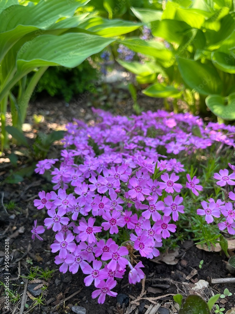 A Blooming perennial low-growing dense cushion-shaped shrub with many pink flowers with a bright center.Phlox subulata in the summer garden on the flower alpine slide. Alpine plants.Floral background A Blooming perennial low-growing dense cushion-shaped shrub with many pink flowers with a bright center.Phlox subulata in the summer garden on the flower alpine slide. Alpine plants.Floral background