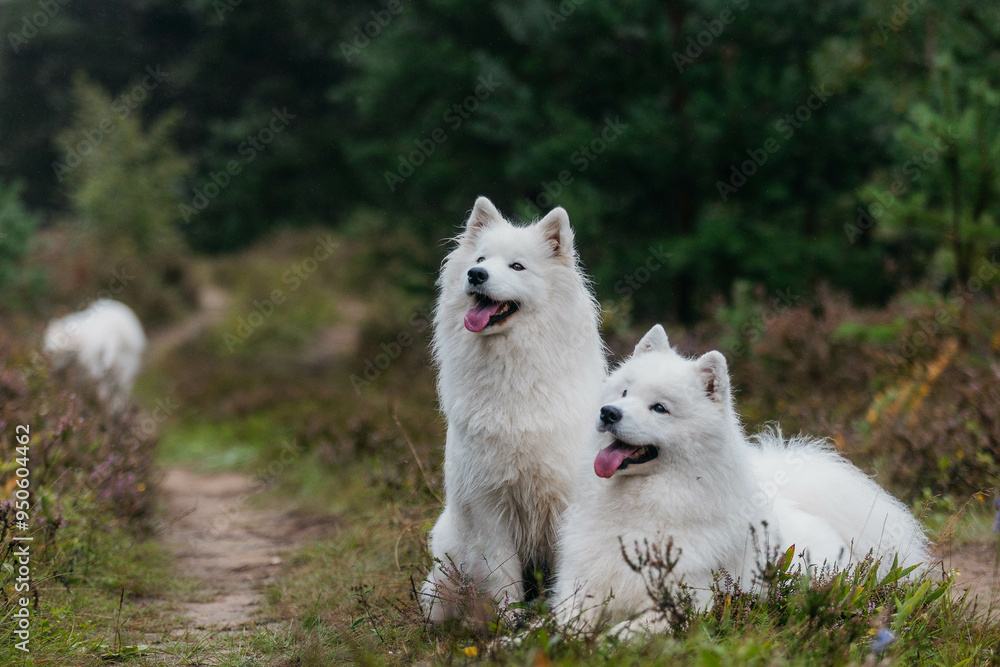 Samoyed dogs in the forest in summer Samoyed dogs in the forest in summer