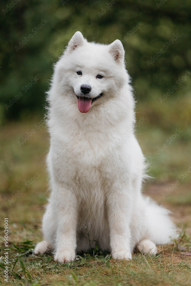 A Samoyed dog in a summer forest. Portrait. A Samoyed dog in a summer forest. Portrait.