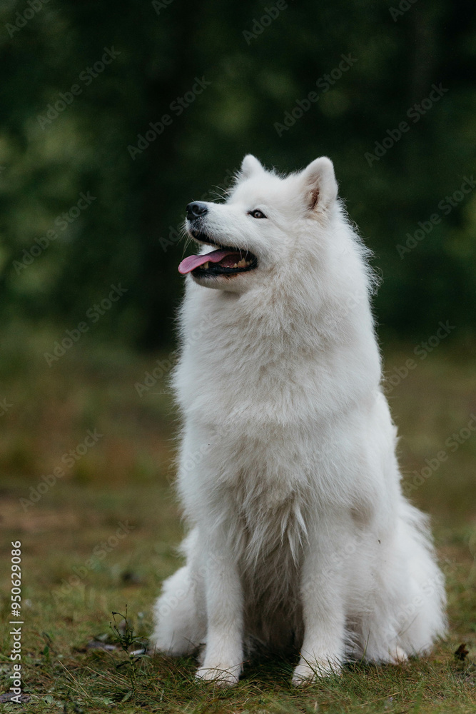 A Samoyed dog in a summer forest. Portrait. A Samoyed dog in a summer forest. Portrait.
