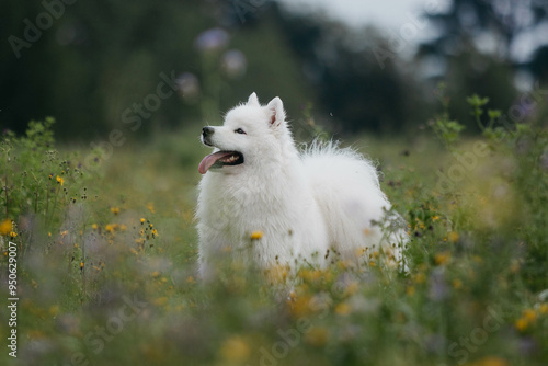 A Samoyed dog in a summer forest. Portrait.