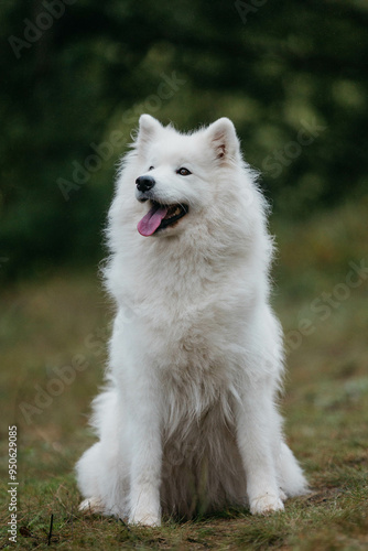 A Samoyed dog in a summer forest. Portrait.