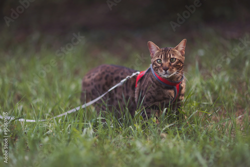 Photography of the Bengal cat in the city park. He walking outdoors. Animals theme. Close up image. A domestic Bengal cat walks in park photo