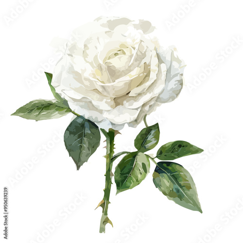 Watercolor painting of White Rose flower, isolated on a white background, and Rose vector