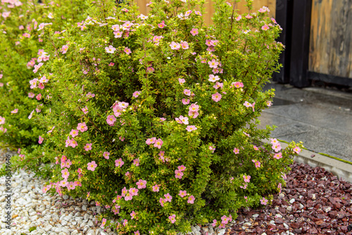 Pink flowers on bush. Kuril bush tea. Herb garden
