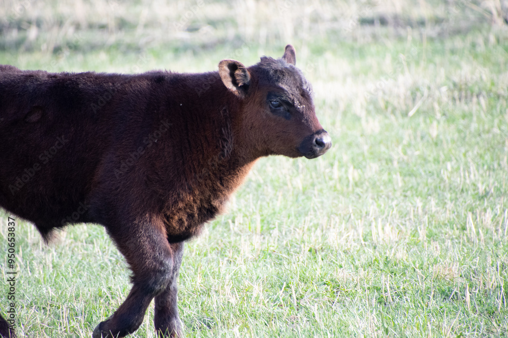 Fototapeta premium Calves in a field Colorado