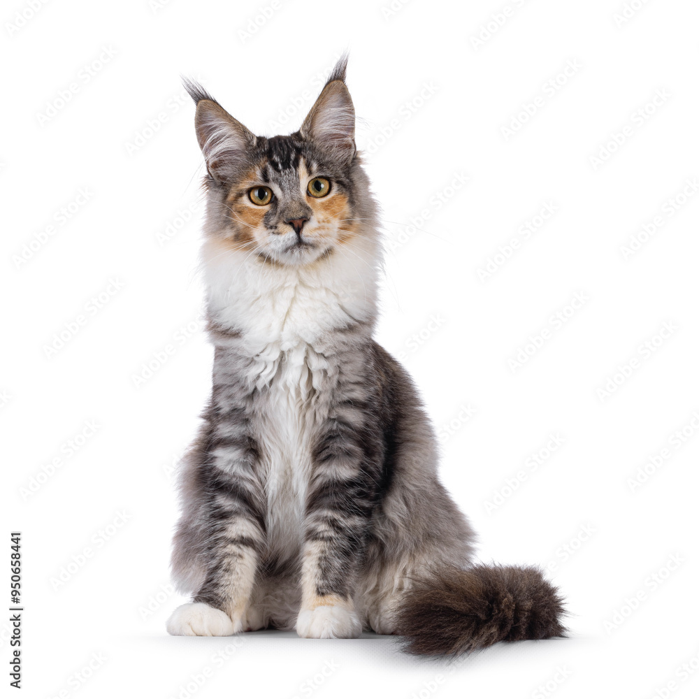 Fototapeta premium Impressive tortie Maine Coon cat female, sitting up facing front. Looking towards camera. Isolated on a white background.