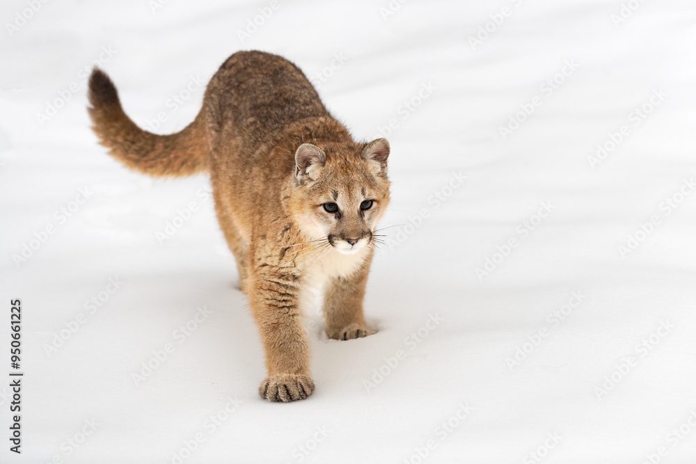 Cougar (Puma concolor) Steps Forward in Snow Winter