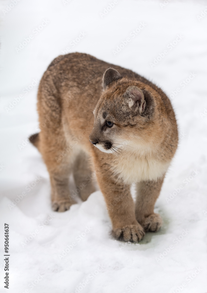 Cougar (Puma concolor) Standing in Snow Looks Left Winter