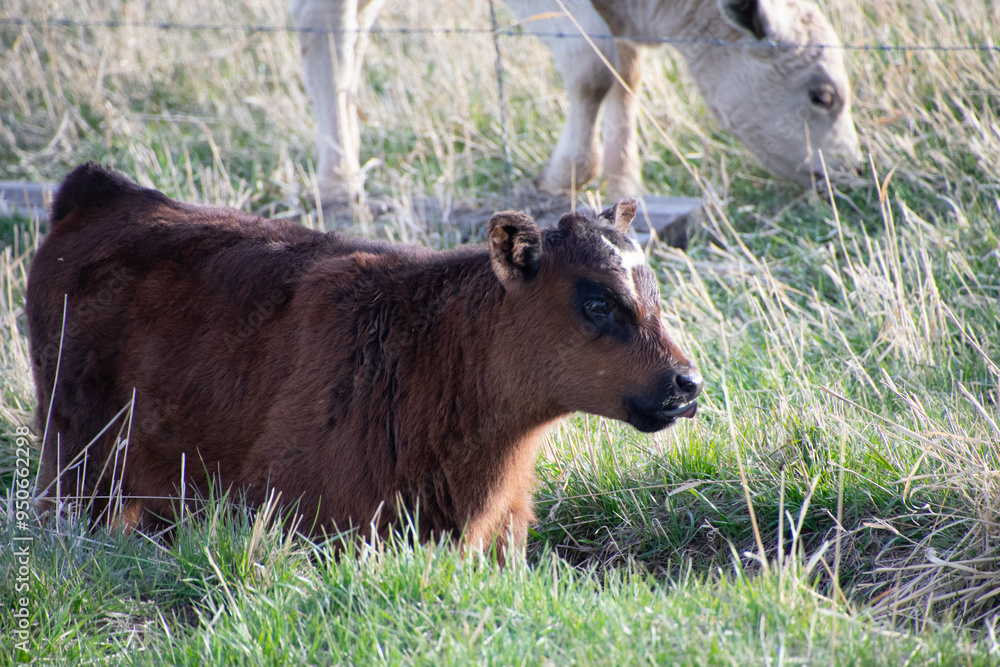 Calves in a field Colorado Calves in a field Colorado