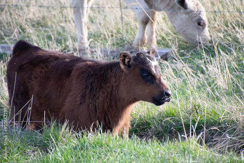 Calves in a field Colorado