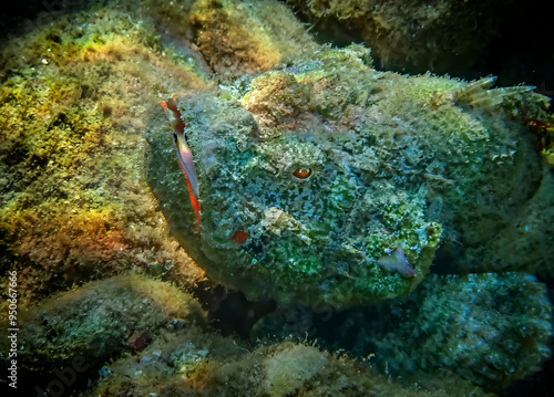 Head of tasseled scorpion-fish (Scorpaenopsis oxycephala) inhabits coral reef...