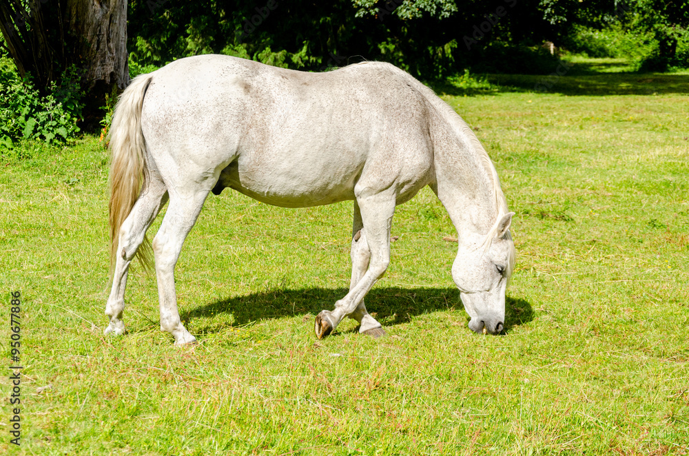 White horse grazing in a ranch with mountains in the background White horse grazing in a ranch with mountains in the background