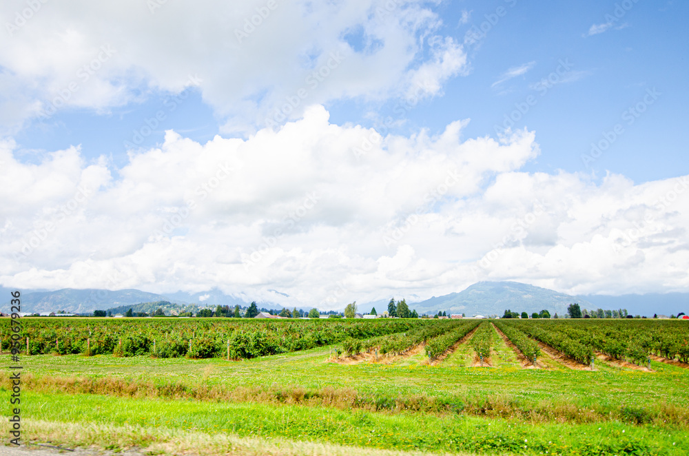 Lush green Blue Berry farms with cloud covered mountains in the background in Chilliwack, Fraser Valley, BC, Canada Lush green Blue Berry farms with cloud covered mountains in the background in Chilliwack, Fraser Valley, BC, Canada