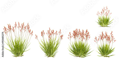 Collection of tall kangaroo paw plants with transparent background #950685279