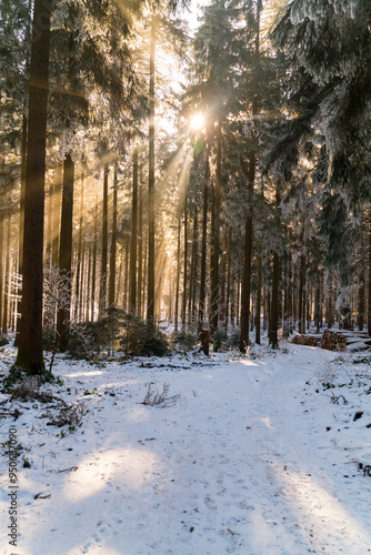 Magical winter forest with sunshine in Bavaria in Germany