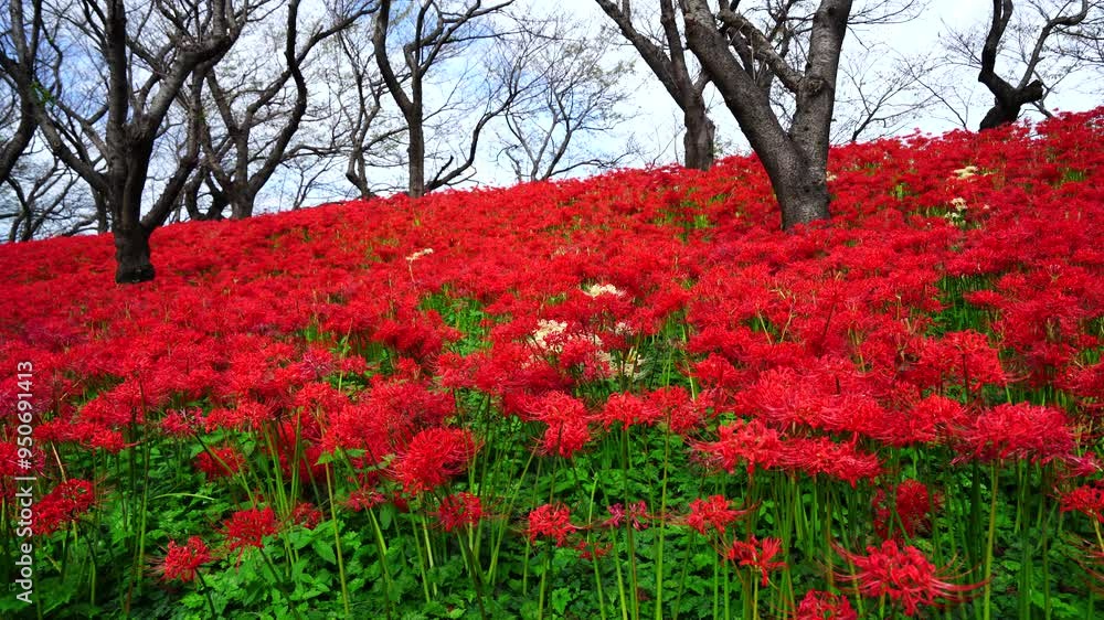 Red spider lilies (Lycoris radiata) at Satte's Gongendo park Red spider lilies (Lycoris radiata) at Satte's Gongendo park