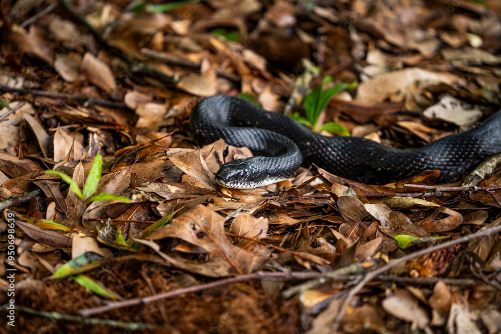 Fototapeta premium Black Snake