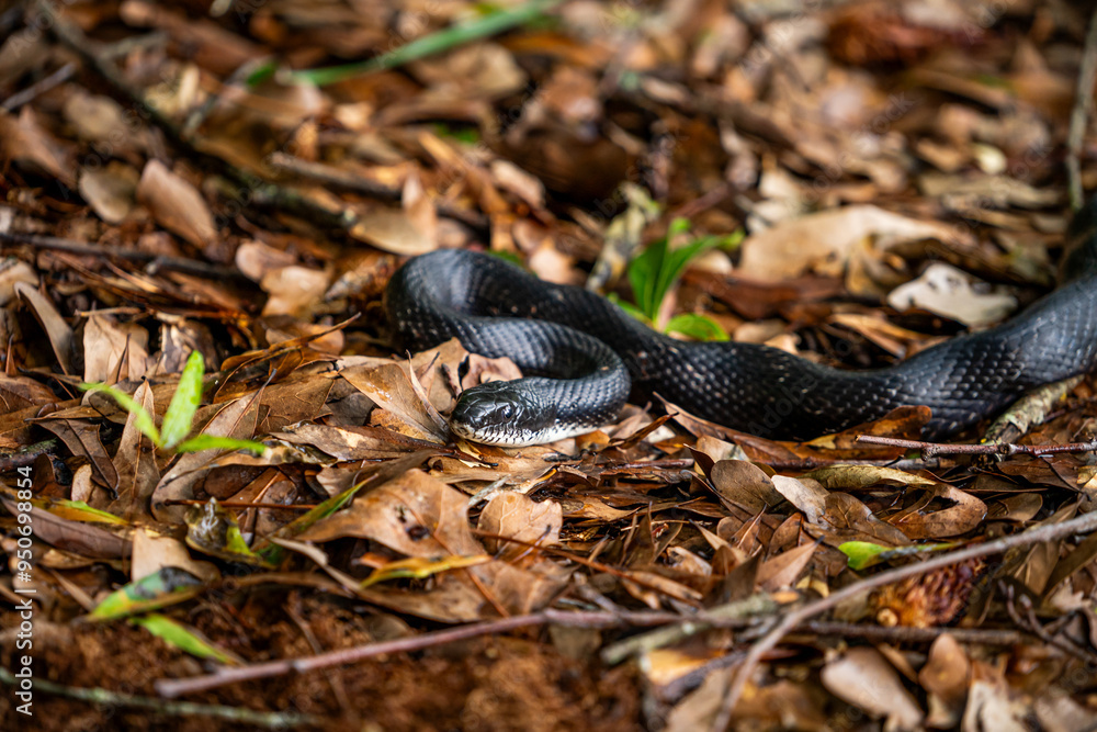 Fototapeta premium Black Snake