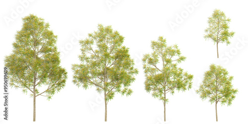 Southern silky oak Trees isolated on white background