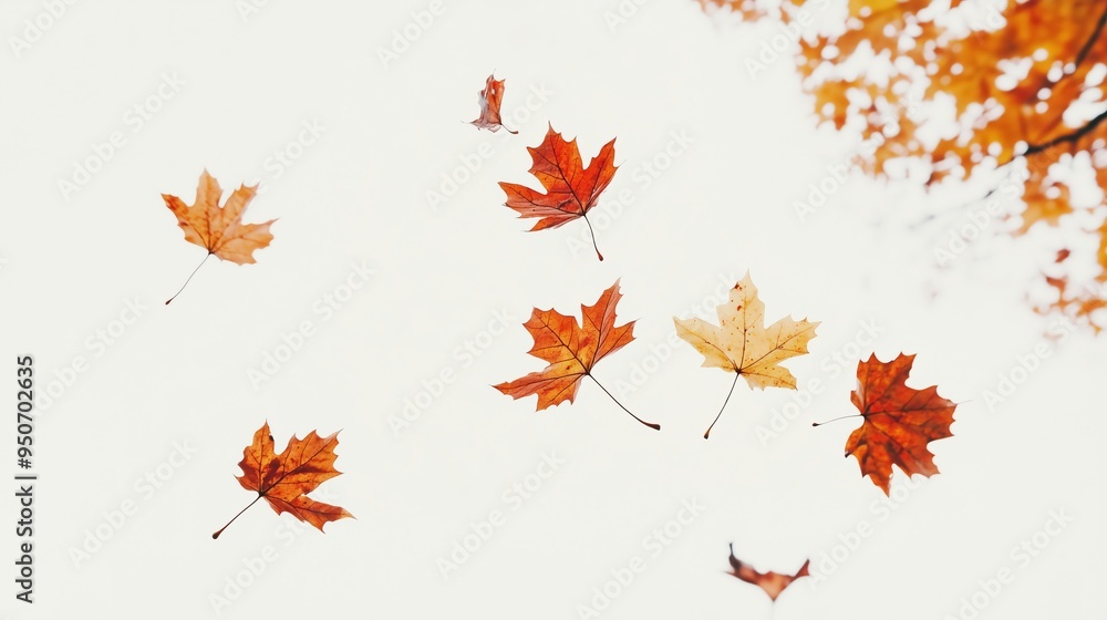 A Beautiful Display of Autumn Leaves Floating in the Air A Beautiful Display of Autumn Leaves Floating in the Air