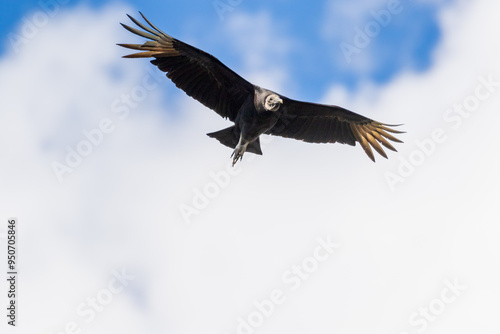 vulture in flight with white clouds background