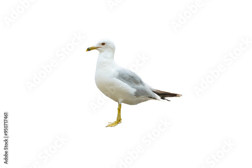 Sea gull isolated on a transparent background PNG