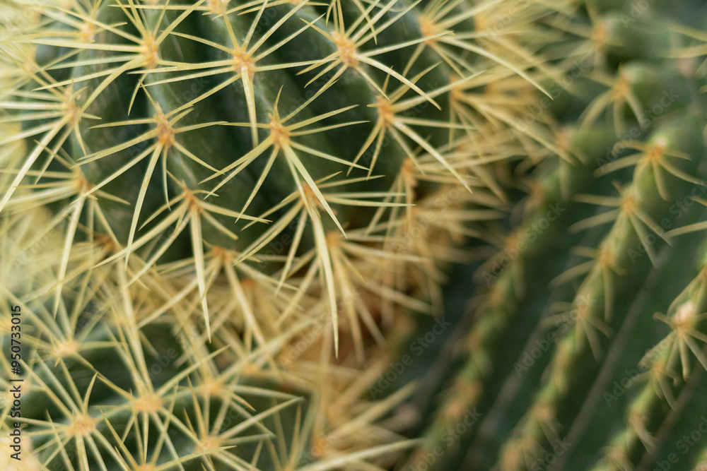 Green cactus with sharp yellow thorns, texture background with green cactus and sharp yellow thorns Green cactus with sharp yellow thorns, texture background with green cactus and sharp yellow thorns