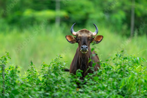 Portrait of a gaur well isolated from the background during monsoon months at Manas National Park, Assam, India photo