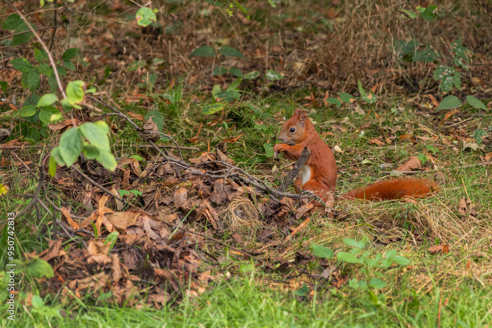 Red squirrel is eating in the park, squirrel, grass and dry leaves Red squirrel is eating in the park, squirrel, grass and dry leaves