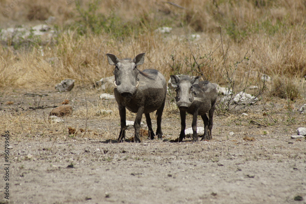 Fototapeta premium Wildboars