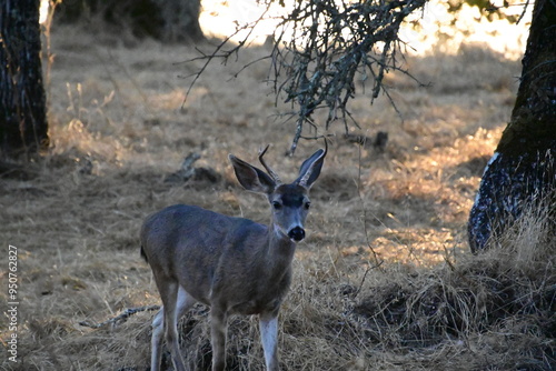 Plakat deer in the woods