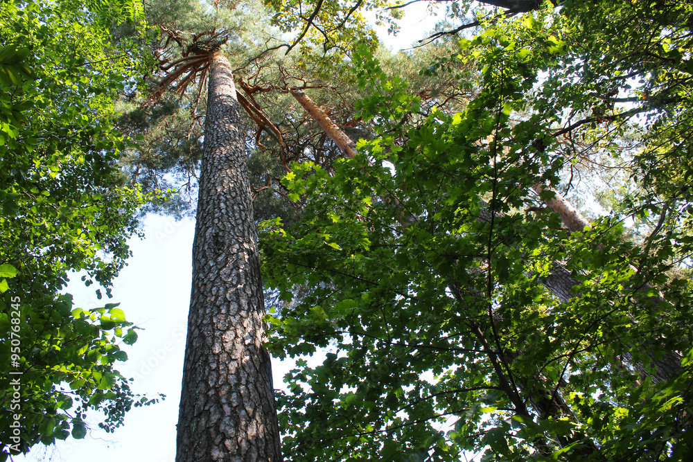 Fototapeta premium tree in the woods, beautiful view of the forest
