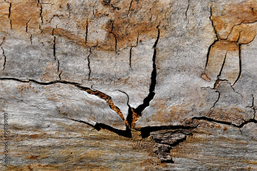 Cracking wood abstract.  Sun bleached weathered tree trunk