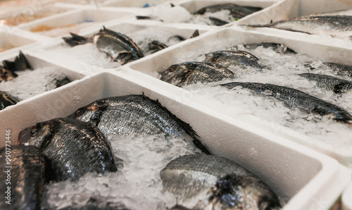 Freshly caught fish in ice-filled trays at a  market. Large trays filled with ice showcase a variety of freshly caught fish at a busy market, all ready for sale in the early morning hours.