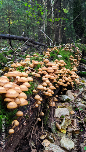 Close up of mycorrhiza of honey fungus and fallen tree in forest photo