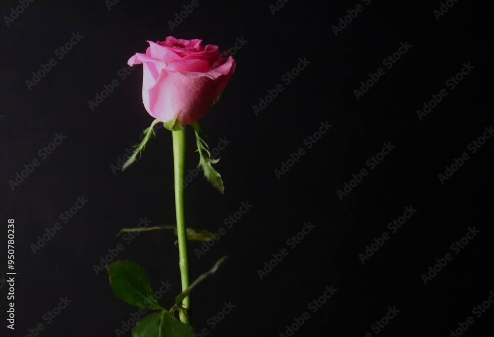 Single Pink Rose Flower In Dark Background Single Pink Rose Flower In Dark Background
