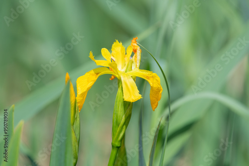 Close up of a yellow flag iris (iris pseudacorus) in bloom