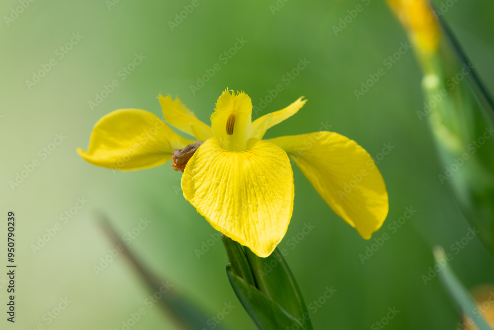 Fototapeta premium Close up of a yellow flag iris (iris pseudacorus) in bloom