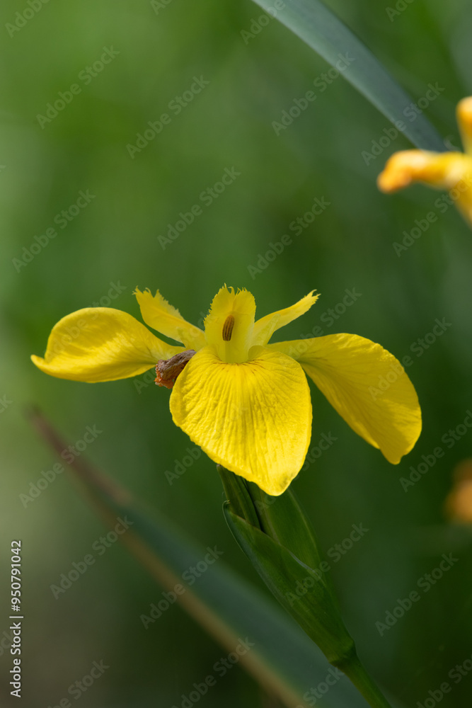 Obraz premium Close up of a yellow flag iris (iris pseudacorus) in bloom