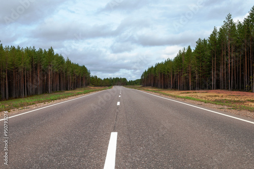 Empty wide asphalt road through the pine forest in summer time