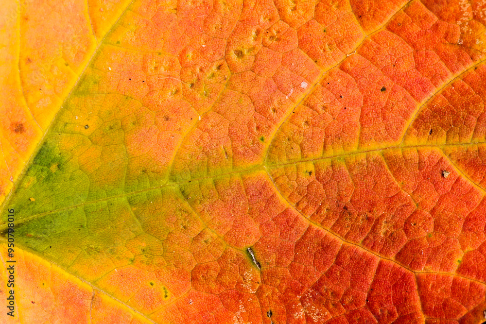 Obraz premium Close-up of Sugar Maple leaf in autumn