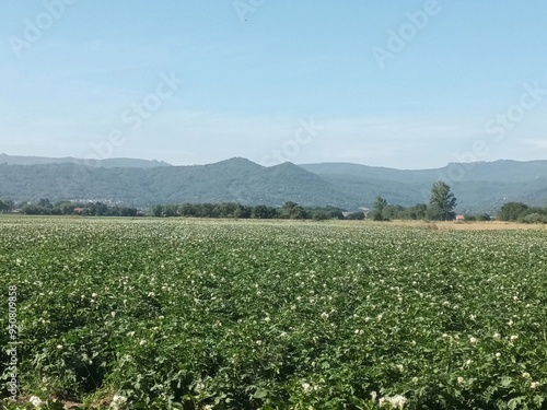 Cosecha de patatas en Xinzo de Limia, Galicia