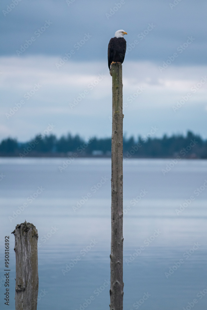 Bald Eagle perched on top a wooden poll against a background of mountains. Bald Eagle perched on top a wooden poll against a background of mountains.