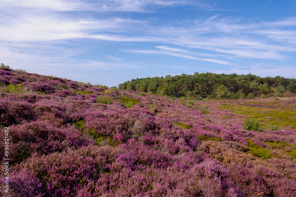 Landscape of purple flowers on the dunes, Flowering Calluna vulgaris (Heide, Heather or Ling) The sole species in the genus Calluna in the family of Ericaceae, Schoorl dune, Noord Holland, Netherlands Landscape of purple flowers on the dunes, Flowering Calluna vulgaris (Heide, Heather or Ling) The sole species in the genus Calluna in the family of Ericaceae, Schoorl dune, Noord Holland, Netherlands