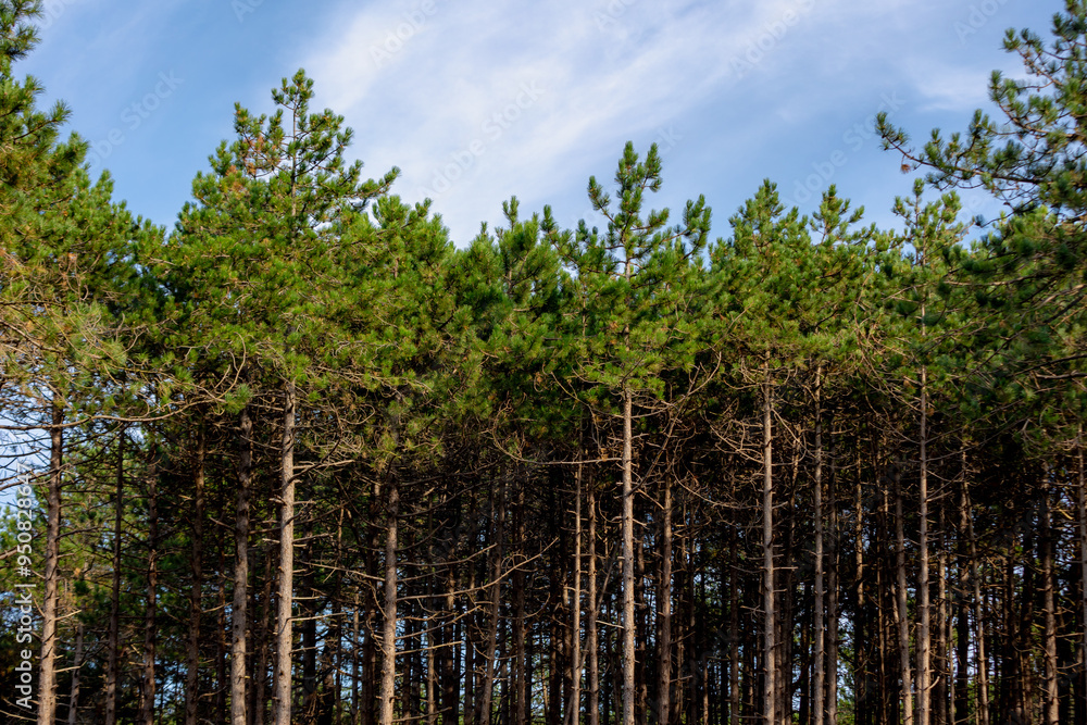 Summer landscape with pine trees trunk in the forest with green leaves, A pine is any conifer in the genus Pinus of the family Pinaceae, Pinus is the sole genus in the subfamily Pinoideae, Netherlands Summer landscape with pine trees trunk in the forest with green leaves, A pine is any conifer in the genus Pinus of the family Pinaceae, Pinus is the sole genus in the subfamily Pinoideae, Netherlands