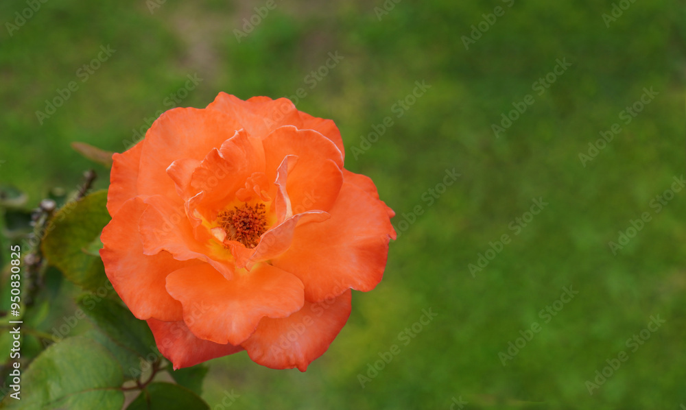 closeup beautiful orange rose flower on blur nature background, nature, plant, valentine, template, banner, decor, copy space closeup beautiful orange rose flower on blur nature background, nature, plant, valentine, template, banner, decor, copy space